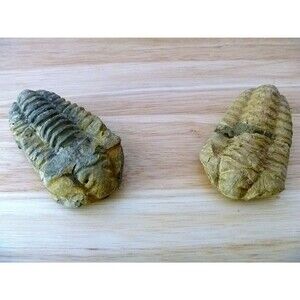 Calymene Trilobite 1 - 2" mud bugs fossils rocks minerals unique gifts vintage